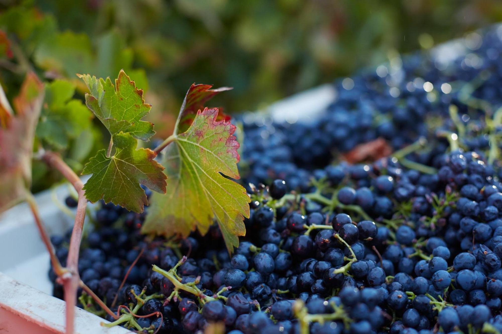 Summerwood Inn Paso Robles Zewnętrze zdjęcie